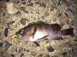 旭　今年最後の釣行でメバル・ガシラ・チヌ