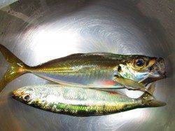 ポーアイにて飛ばしサビキでアジ・イワシ～サイズは◎