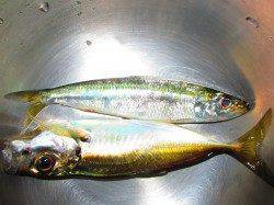 ポーアイにて飛ばしサビキでアジ・イワシ～サイズは◎