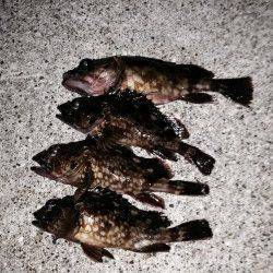 強風の中ダウンショットでキワを探ってガシラ爆釣