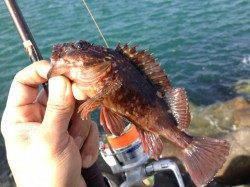 林崎漁港にて穴釣り、ガシラ1匹で竿先が折れてしまい・・・