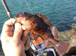 林崎漁港にて穴釣り、ガシラ1匹で竿先が折れ…