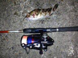 舞洲近辺でアジング　アジは見えずガシラとハゼが