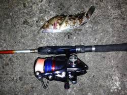 舞洲近辺でアジング　アジは見えずガシラとハ…