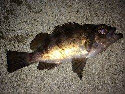 東二見人工島でのメバリング釣果