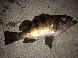 東二見人工島でのメバリング釣果