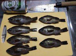 東二見人工島でのメバリング釣果