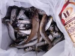 加太漁港へ初釣り　投げ釣りにサビキにメバリ…