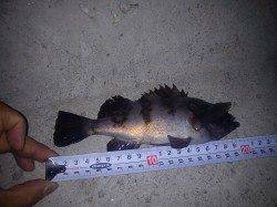 須磨周辺でのメバリング