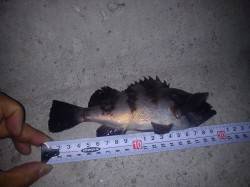 須磨周辺でのメバリング