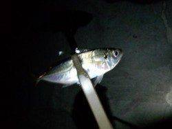 夜中から初の南港方面にアジング行って来ました