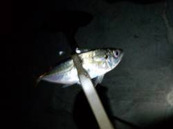 夜中から初の南港方面にアジング行って来まし…