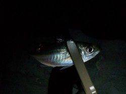 夜中から初の南港方面にアジング行って来ました