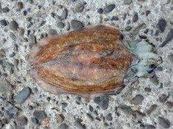 田ノ浦漁港でエギング！フルフッキングでコウイカGET