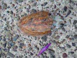 田ノ浦漁港でエギング！フルフッキングでコウイカGET