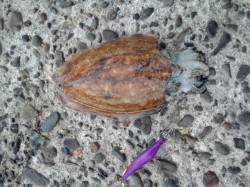 田ノ浦漁港でエギング！フルフッキングでコウ…