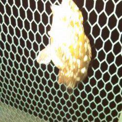 神戸港エリア、ジグヘッドに虫エサでガシラの釣果