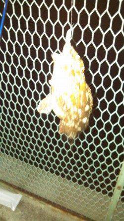 神戸港エリア、ジグヘッドに虫エサでガシラの釣果