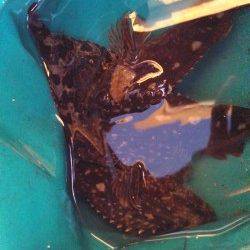 神戸港エリア、ジグヘッドに虫エサでガシラの釣果