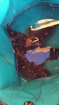 神戸港エリア、ジグヘッドに虫エサでガシラの…