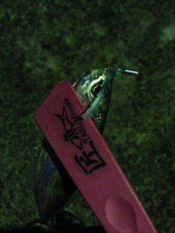 岸和田周辺でアジング、ボトムでスローリトリーブにヒット