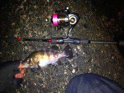 須磨でメバリング　ガシラは活性高し　メバルは産卵後みたいです