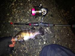 須磨でメバリング　ガシラは活性高し　メバル…