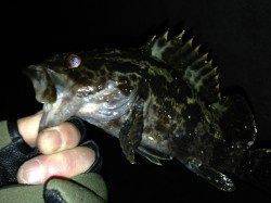 淡輪漁港でのメバリング釣果