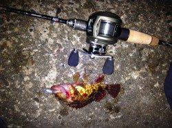 ベイトタックルでガシリング、風もなく絶好のコンディションでした