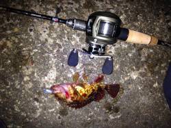 ベイトタックルでガシリング、風もなく絶好の…