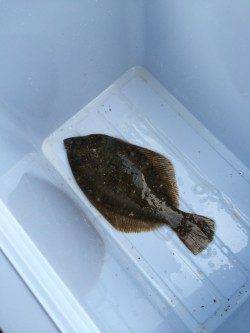 渡船を使って沖の北で投げ釣り　カレイ35cm
