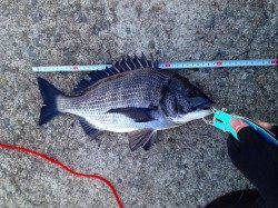 妻鹿沖波止でフカセ、ウキで底を中心に攻めていき、なんとか2枚ゲット