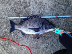 妻鹿沖波止でフカセ、ウキで底を中心に攻めて…