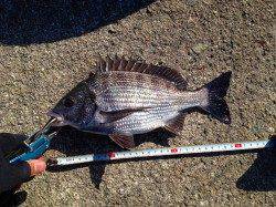 妻鹿沖波止でフカセ、ウキで底を中心に攻めていき、なんとか2枚ゲット