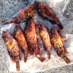 明石港での探り釣り、ガシラ汁にして食しました(^o^)