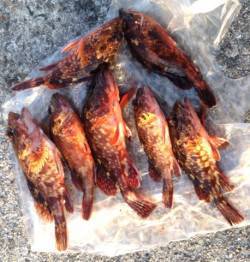 明石港での探り釣り、ガシラ汁にして食しまし…