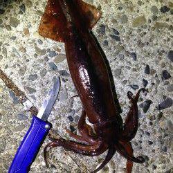 串本へアジング20cm前後70匹の釣果！