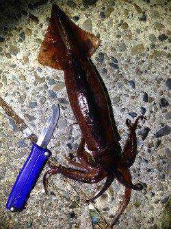 串本へアジング20cm前後70匹の釣果！