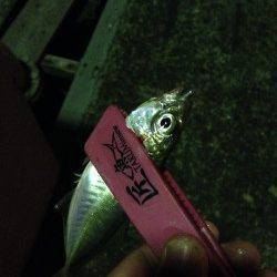 岸和田周辺でアジング、ボトムでスローリトリーブにヒット