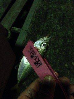 岸和田周辺でアジング、ボトムでスローリトリーブにヒット