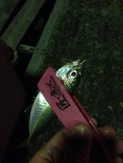 岸和田周辺でアジング、ボトムでスローリトリ…