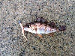 京丹後西部エリアでのデイメバリング釣果