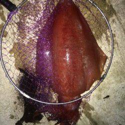 今年初メバリング、底を狙ってなんとかガシラをゲット　タルイカのお土産も