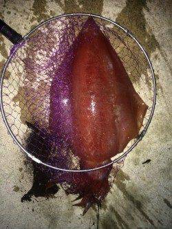 今年初メバリング、底を狙ってなんとかガシラをゲット　タルイカのお土産も