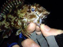 壁際に底まで着底させ誘いを入れるとガシラヒット！