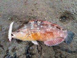 朝まづめの磯でメバルを狙うも。。。