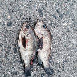 りんくう周辺でシーバス&メバリング