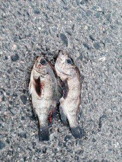 りんくう周辺でシーバス&メバリング