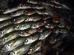 串本へアジング20cm前後70匹の釣果！