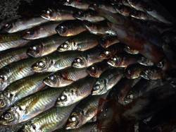 串本へアジング20cm前後70匹の釣果！